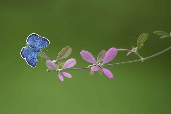 What Are the Best Plants and Features for a Butterfly-Friendly Garden?